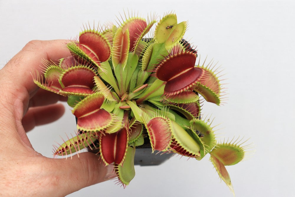 Dionaea muscipula  G17