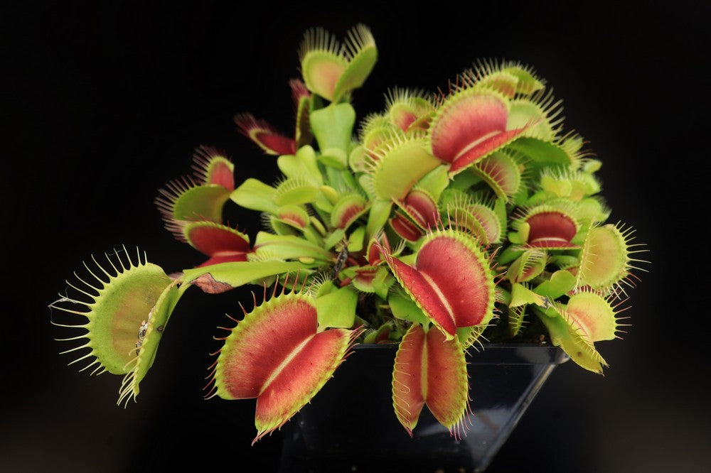 Dionaea muscipula  G17