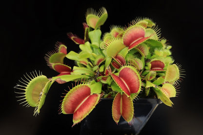 Dionaea muscipula  G17