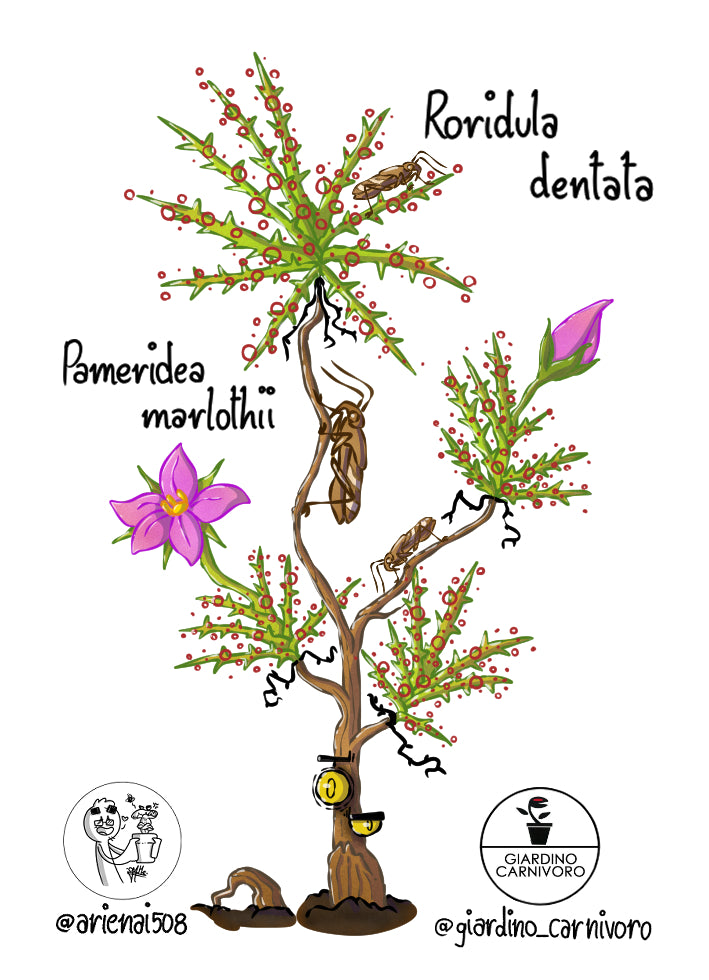 STICKER RORIDULA DENTATA  6 CM X 8,3 CM