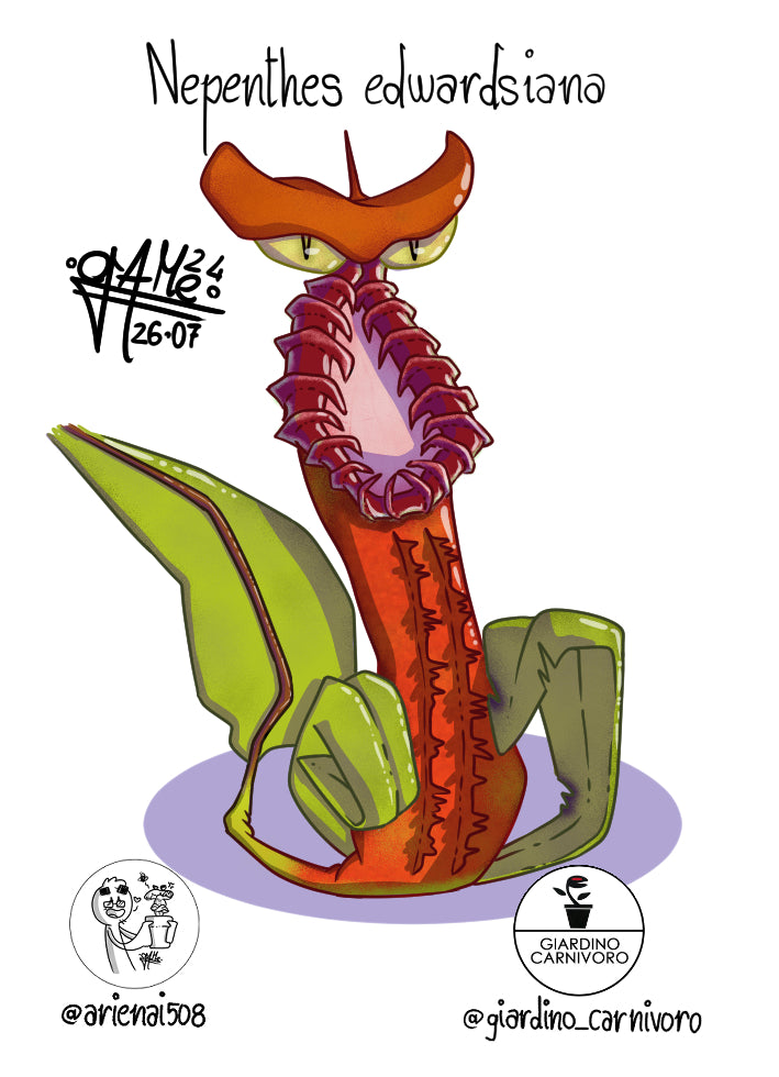 STICKER NEPENTHES EDWARDSIANA  6 CM X 8,3 CM