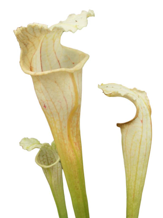 Sarracenia leucophylla "White Top" Baldwin Co.