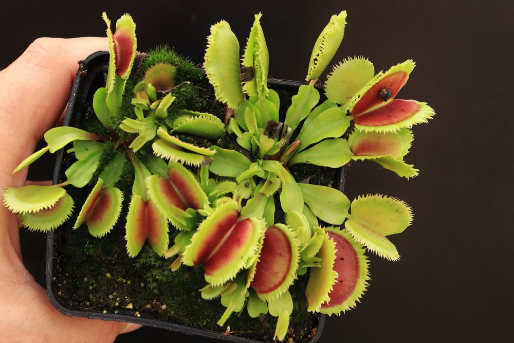 Dionaea muscipula 'Giant clam'
