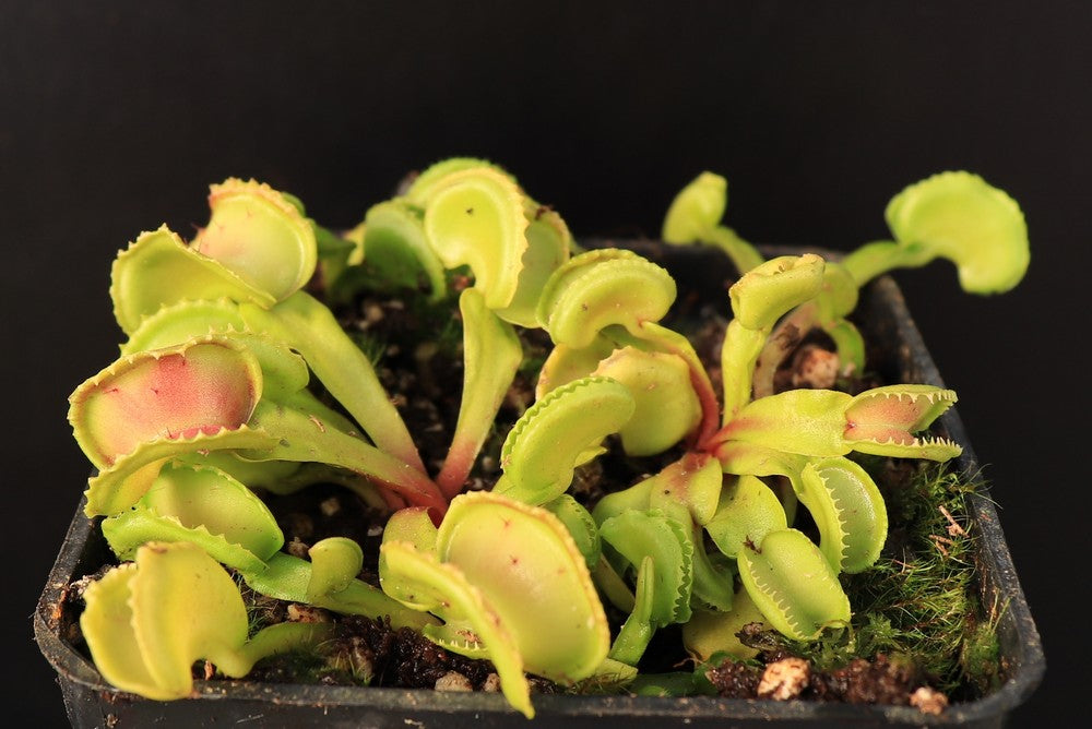 Dionaea muscipula "Giant cudo"