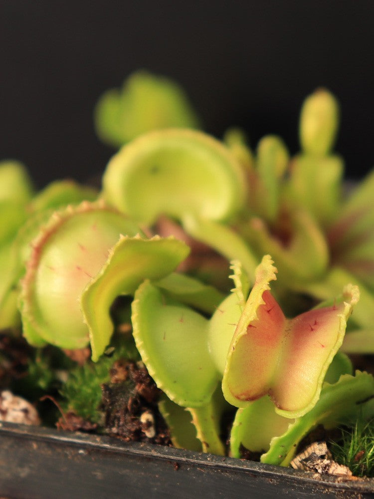 Dionaea muscipula "Giant cudo"