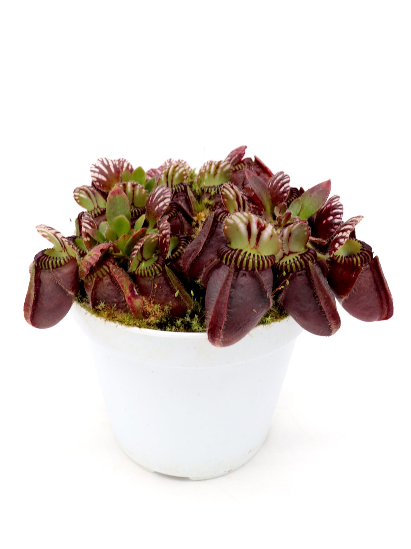 Cephalotus follicularis „Giant“ Veek C01