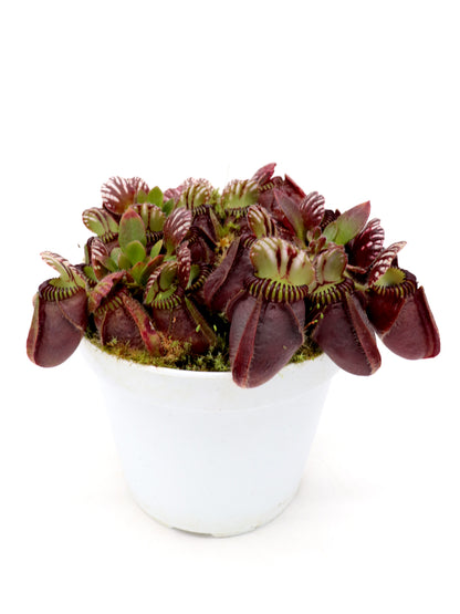 Cephalotus follicularis „Giant“ Veek C01