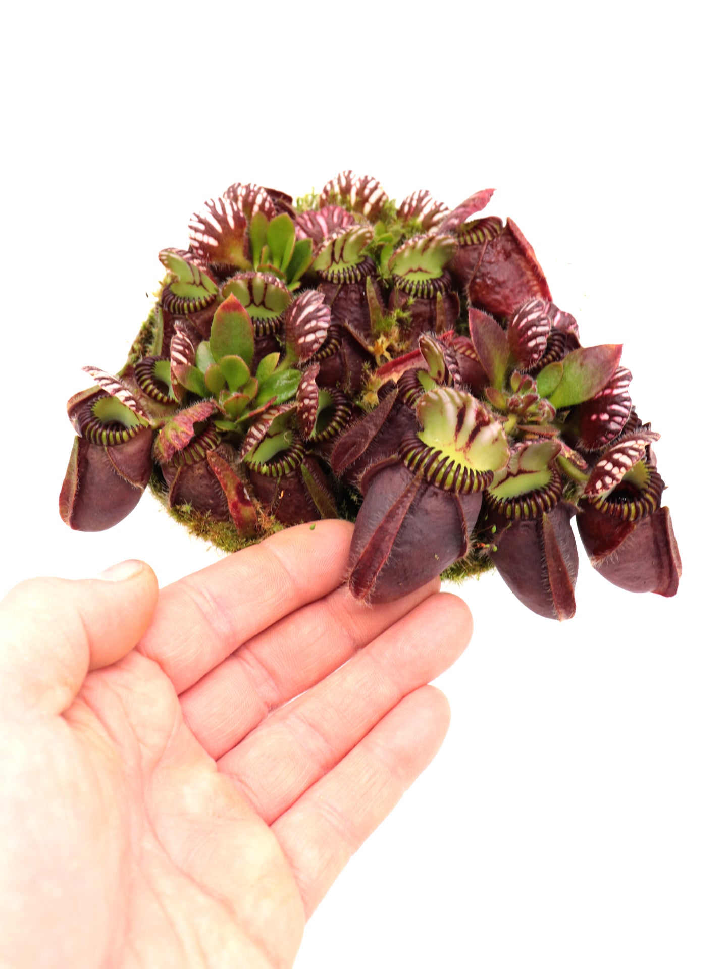 Cephalotus follicularis „Giant“ Veek C01