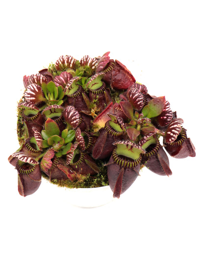 Cephalotus follicularis „Giant“ Veek C01