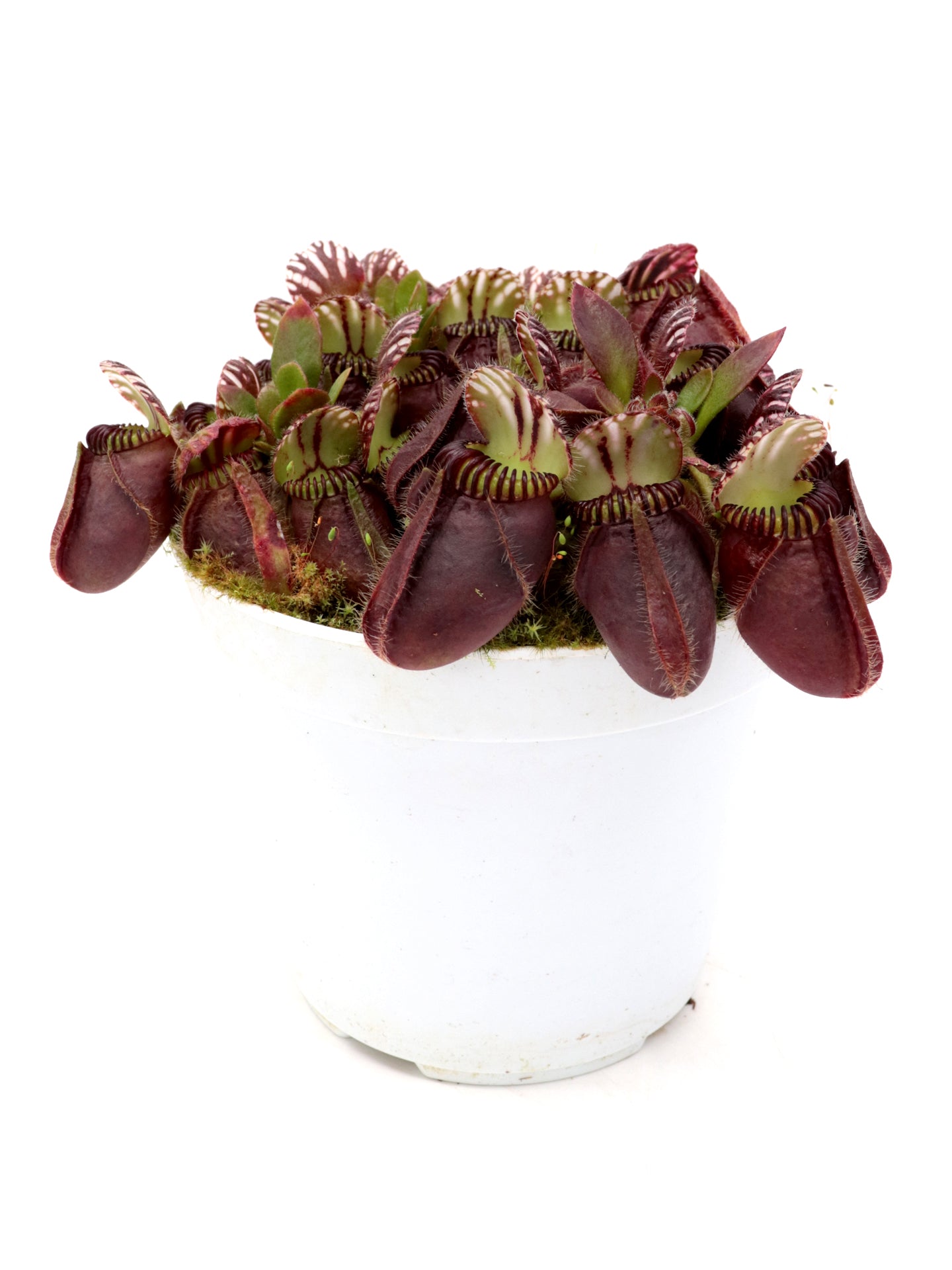 Cephalotus follicularis „Giant“ Veek C01
