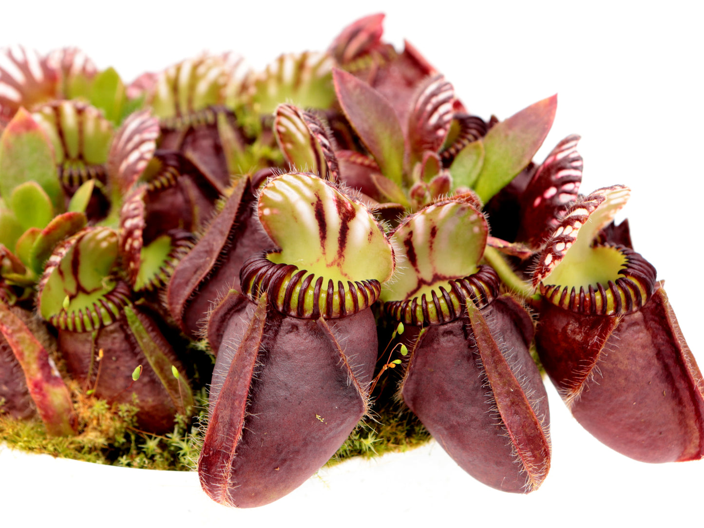 Cephalotus follicularis „Giant“ Veek C01