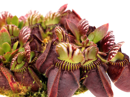 Cephalotus follicularis „Giant“ Veek C01