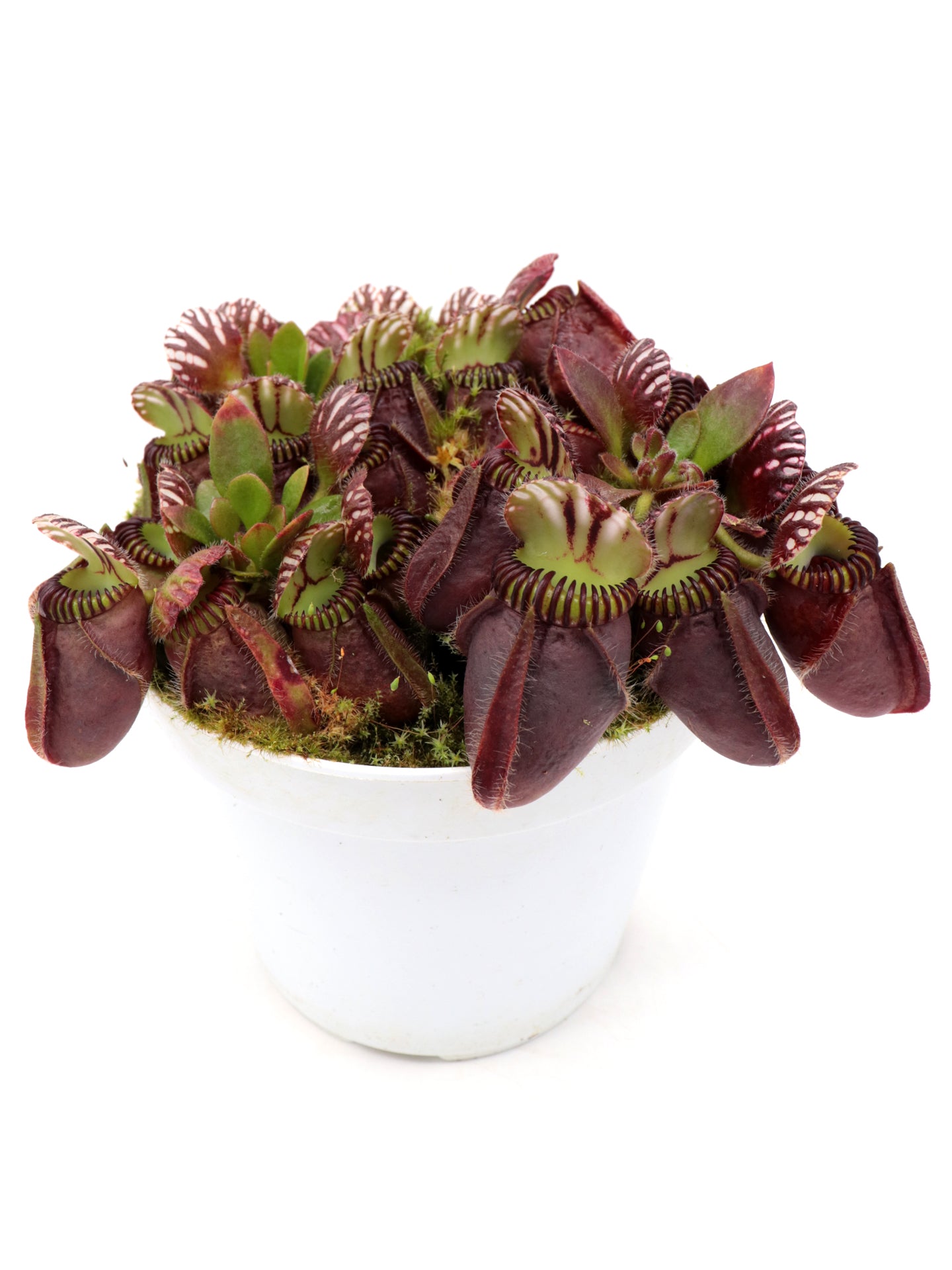 Cephalotus follicularis „Giant“ Veek C01