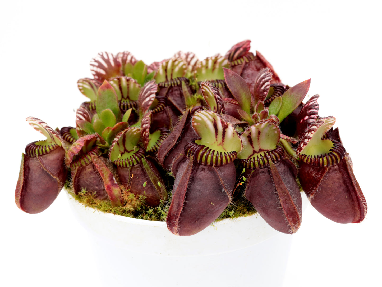 Cephalotus follicularis „Giant“ Veek C01