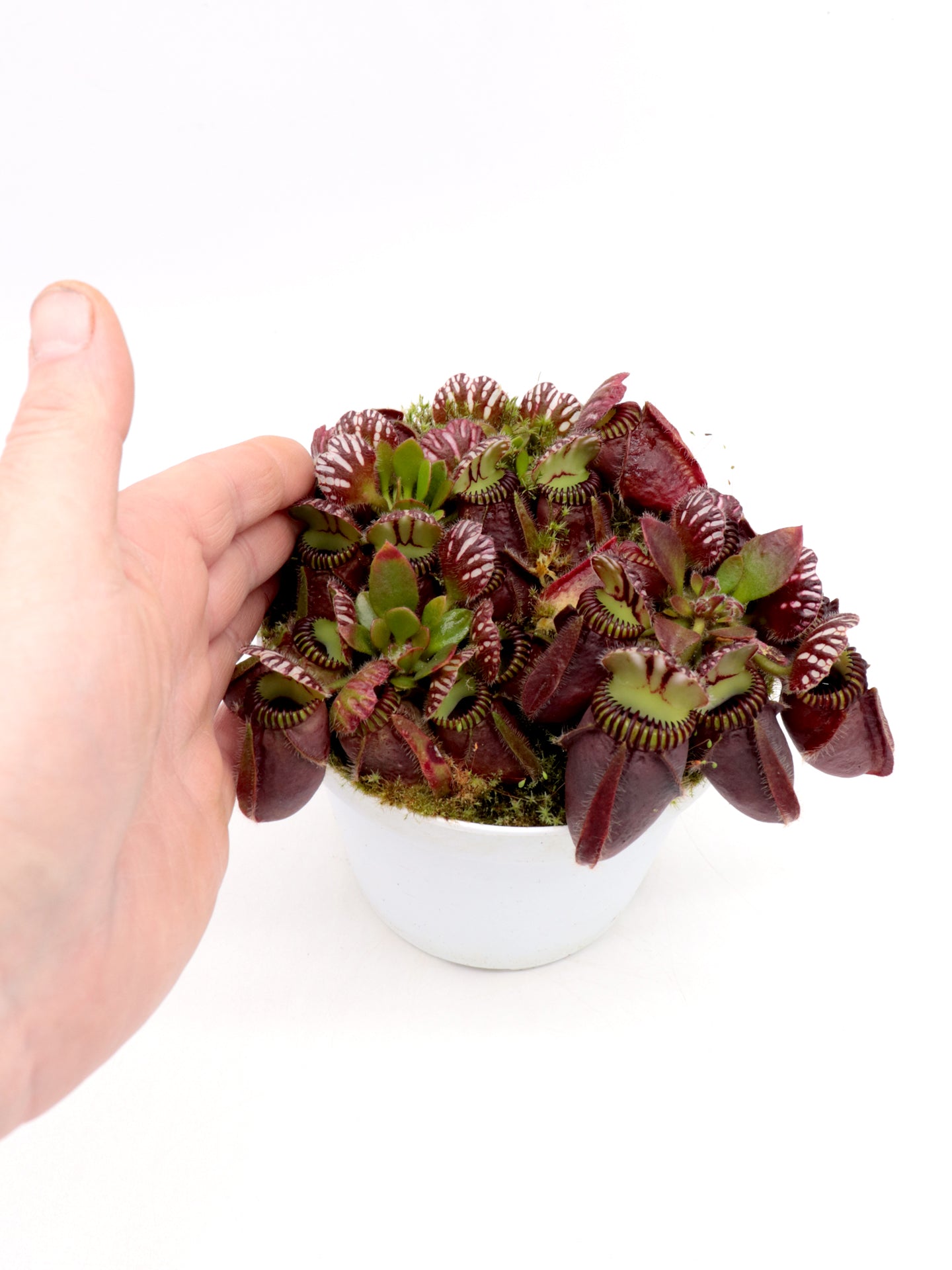 Cephalotus follicularis „Giant“ Veek C01