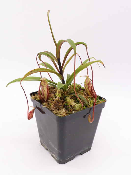 Nepenthes glabrata  Gunung Balease, Selatan, South Sulawesi