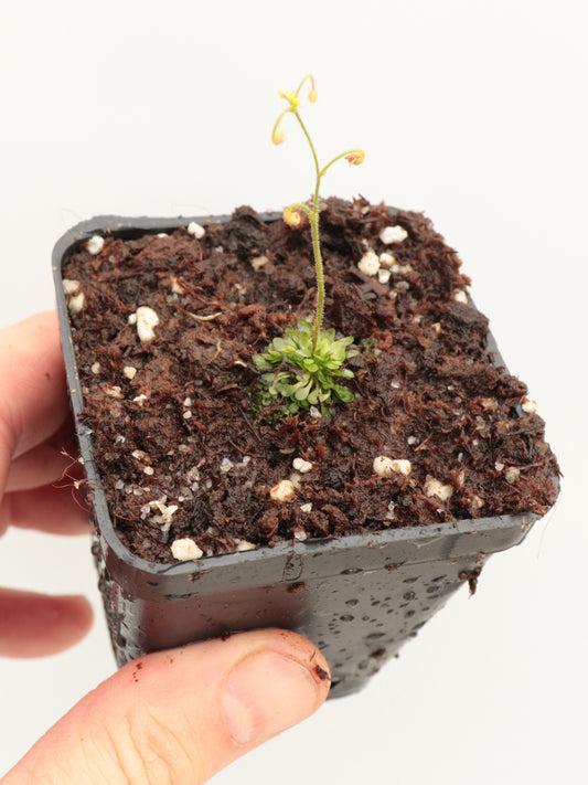 Genlisea glandulosissima