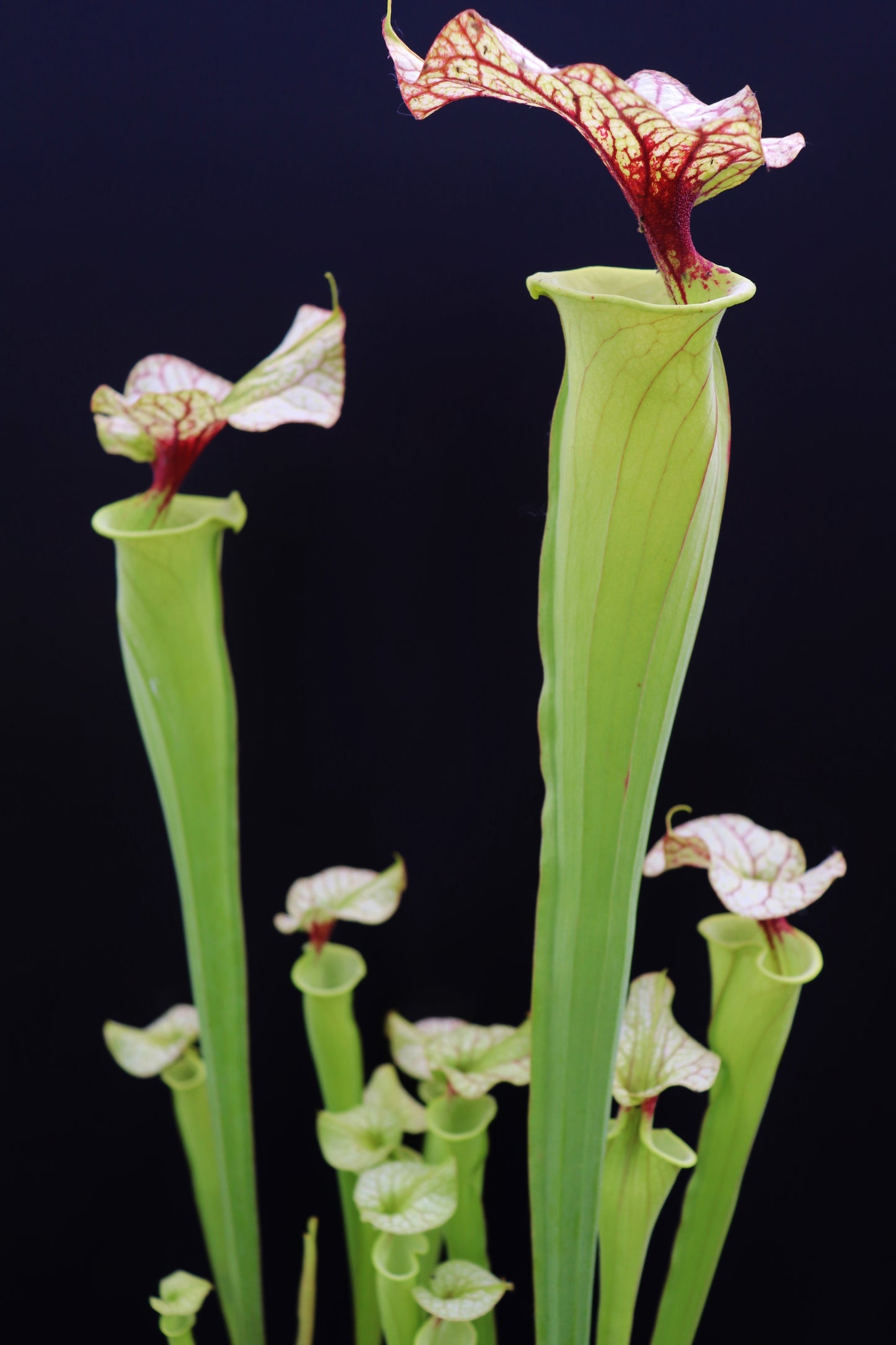 Sarracenia "GNKT"