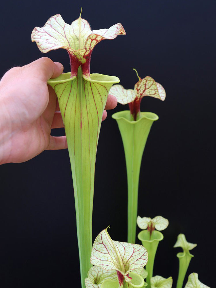 Sarracenia "GNKT"