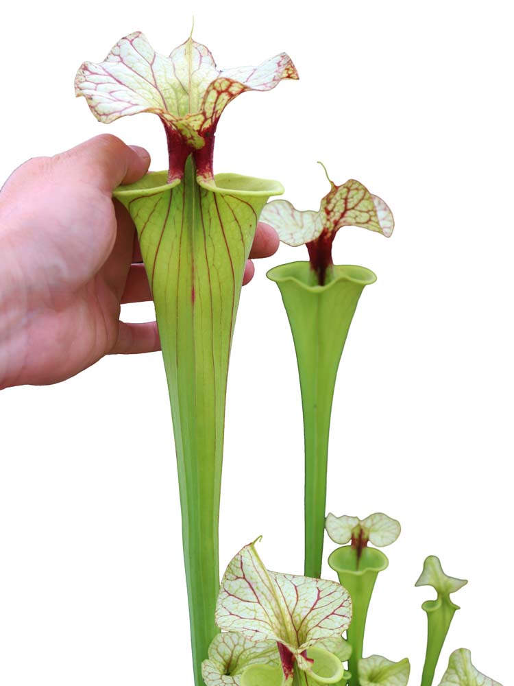 Sarracenia "GNKT"