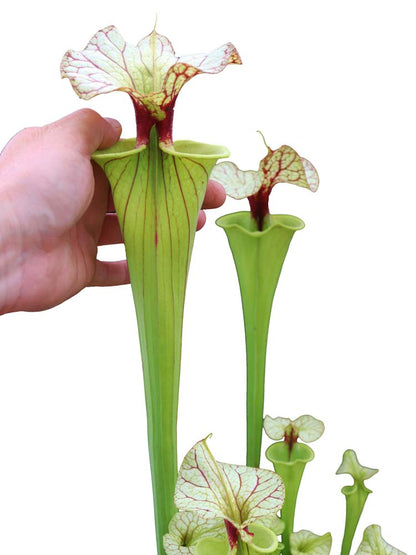 Sarracenia "GNKT"