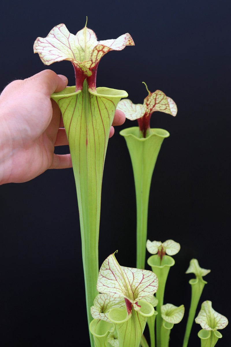 Sarracenia "GNKT"