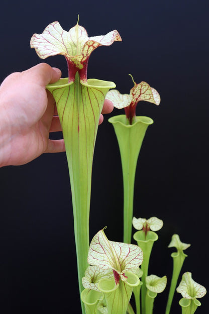 Sarracenia "GNKT"