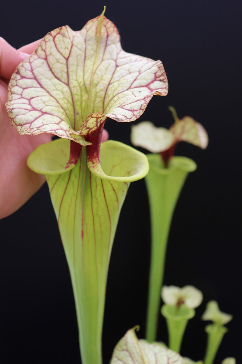 Sarracenia "GNKT"