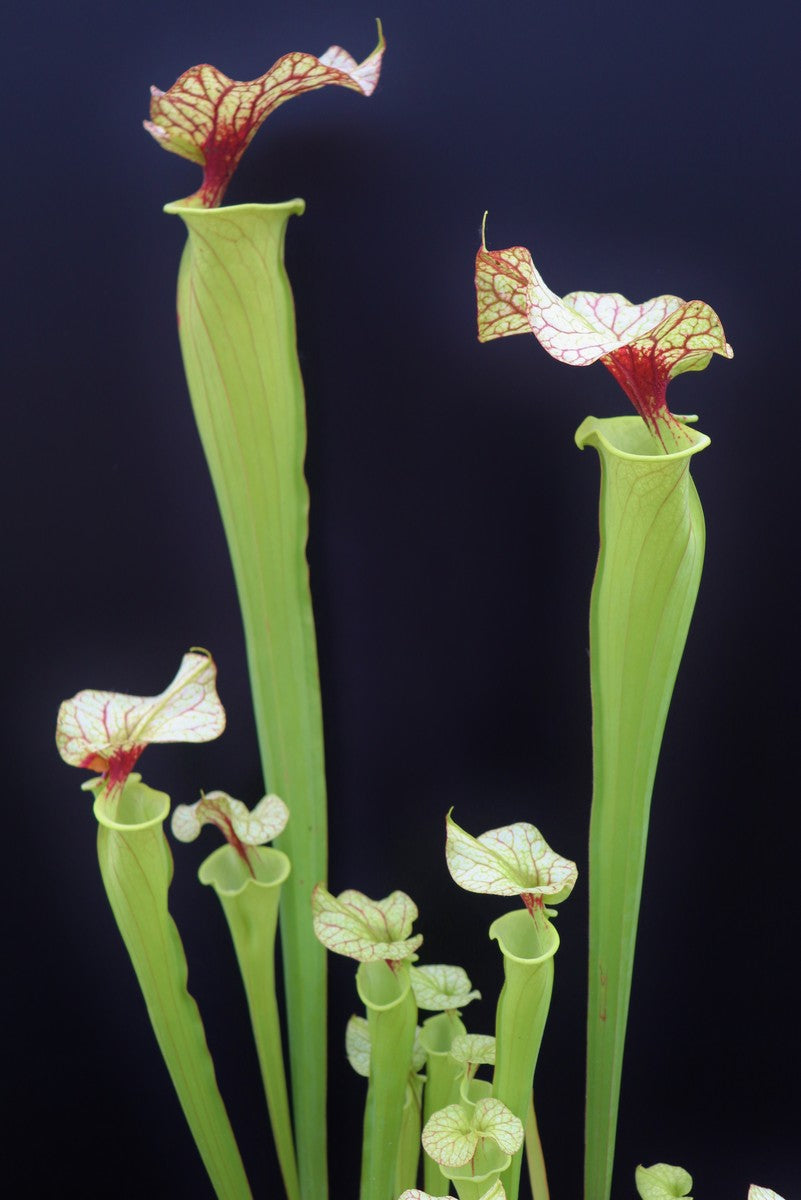 Sarracenia "GNKT"