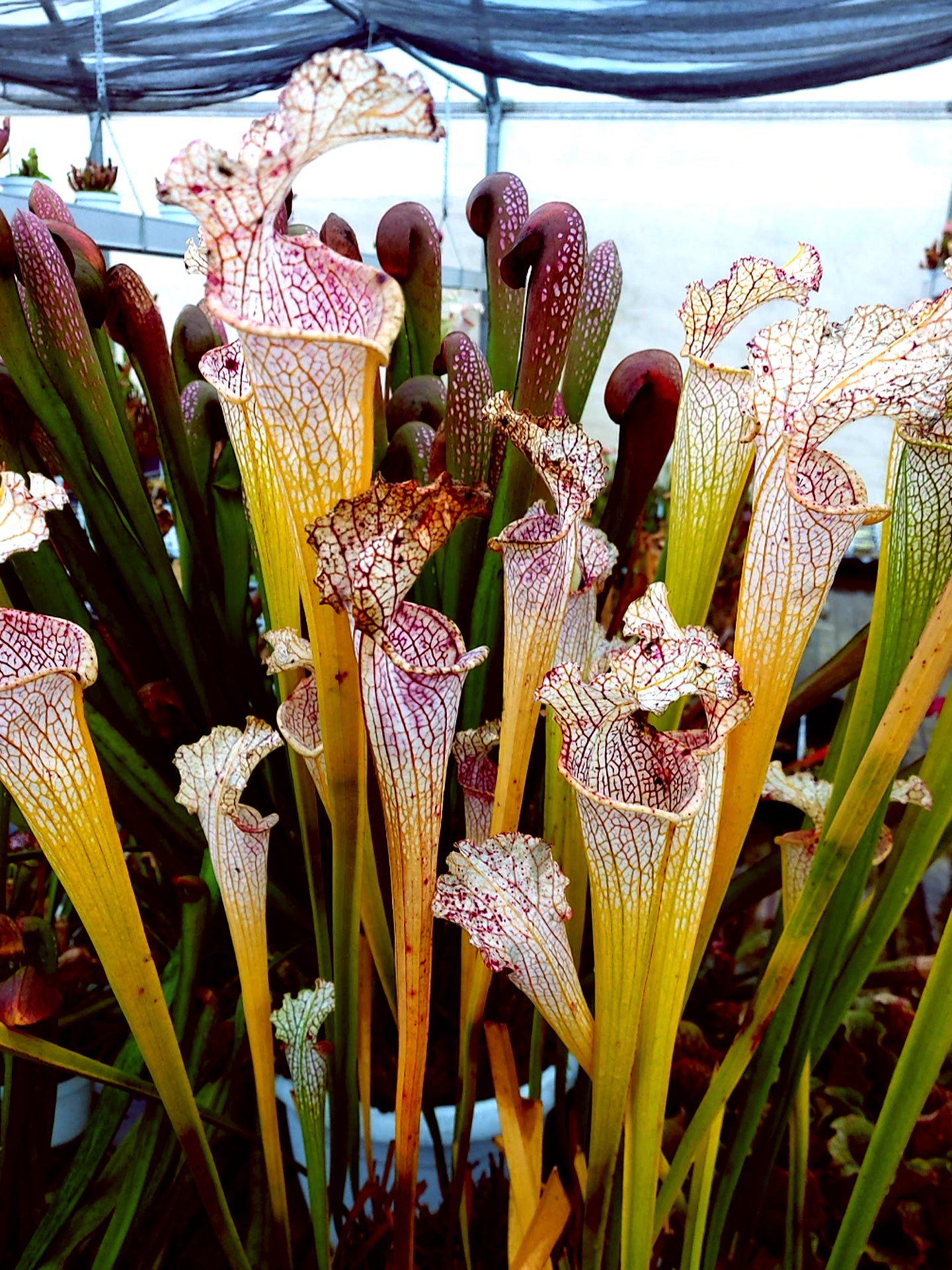 L22 GC  Sarracenia leucophylla "Golden Winter"