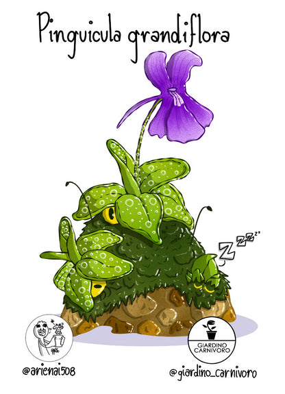 STICKER PINGUICULA GRANDIFLORA  6 CM X 8,3 CM