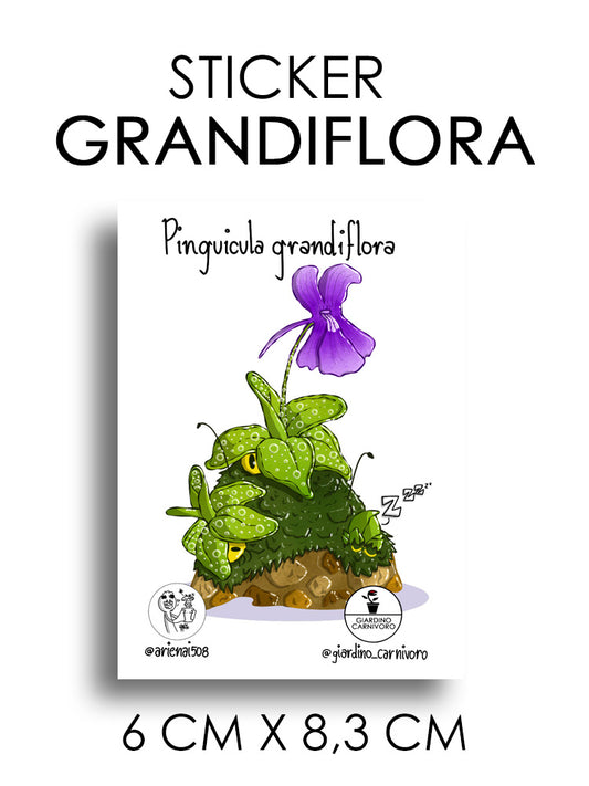 STICKER PINGUICULA GRANDIFLORA  6 CM X 8,3 CM