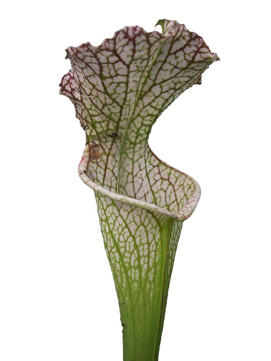 Sarracenia leucophylla "Pubescent form" L71 MK