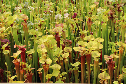 1 Vaso di SARRACENIA SURPRISE  15€ - Vaso Folto diametro 12 cm