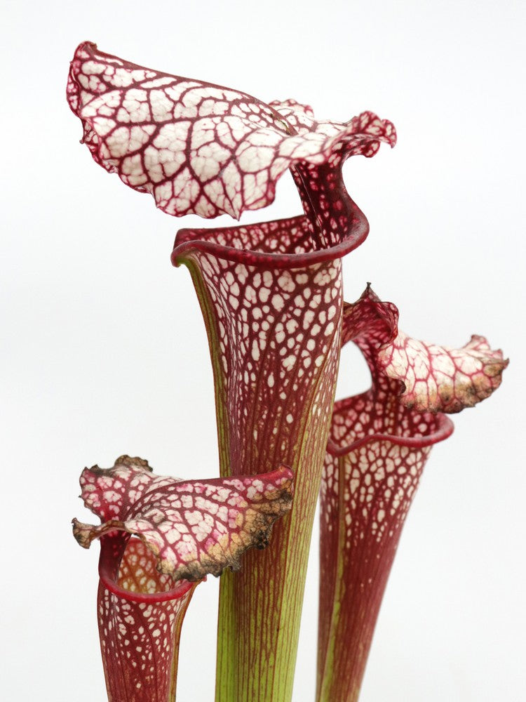 H100 GC Sarracenia "Red Midnight"