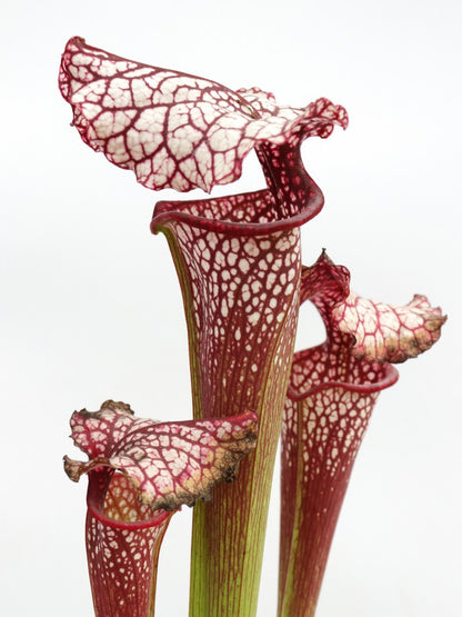 H100 GC Sarracenia "Red Midnight"