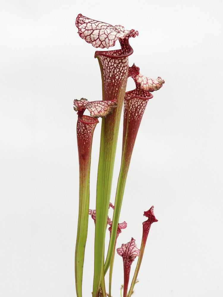 H100 GC Sarracenia "Red Midnight"