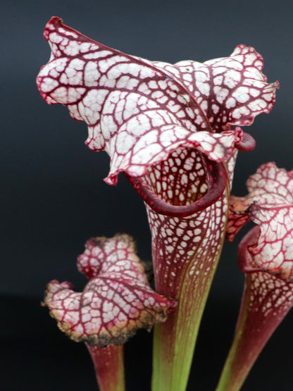 H100 GC Sarracenia "Red Midnight"