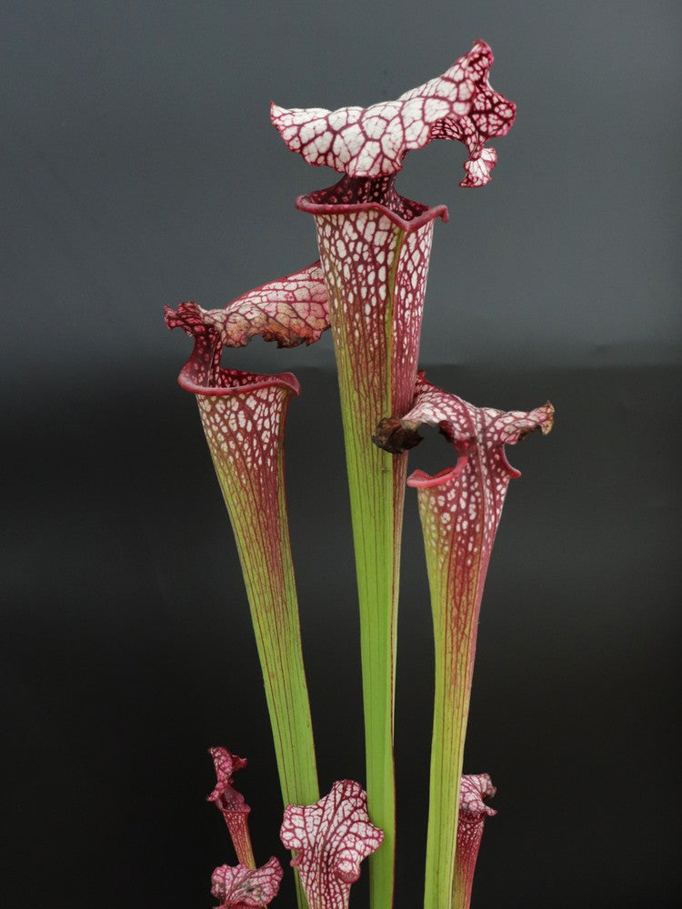 H100 GC Sarracenia "Red Midnight"
