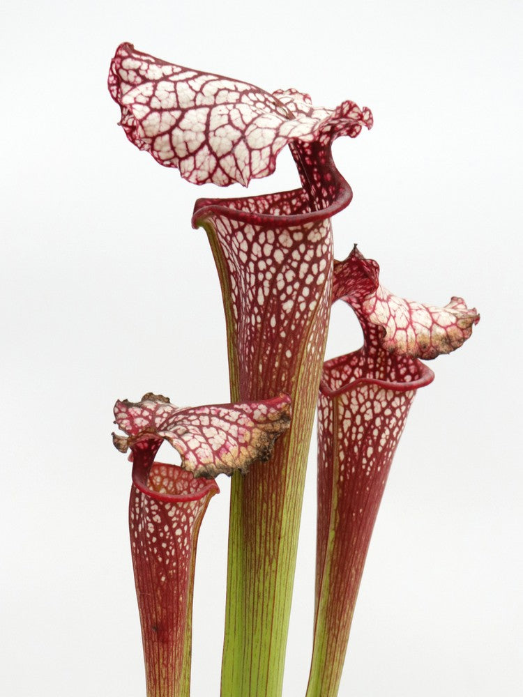 H100 GC Sarracenia "Red Midnight"