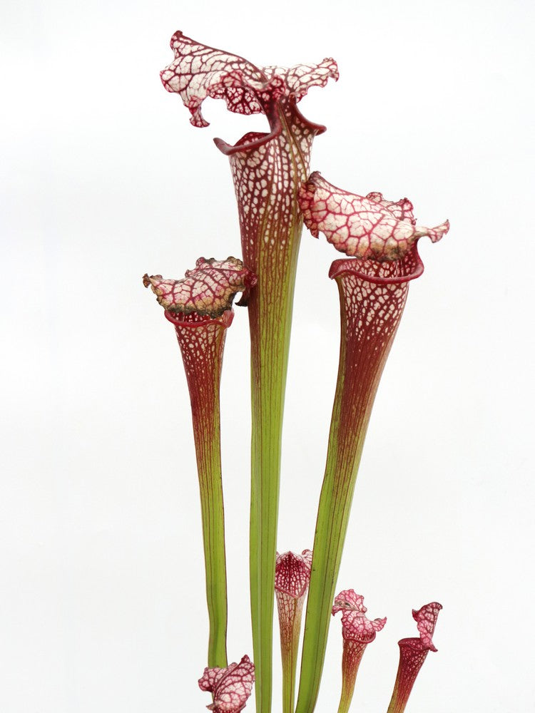 H100 GC Sarracenia "Red Midnight"