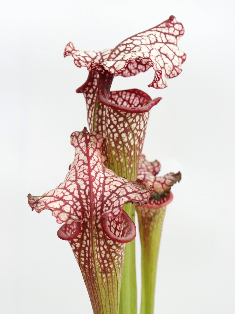 H100 GC Sarracenia "Red Midnight"