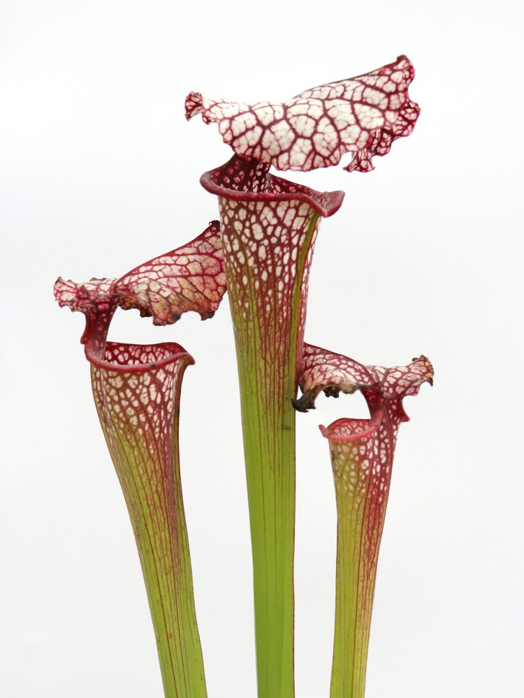 H100 GC Sarracenia "Red Midnight"
