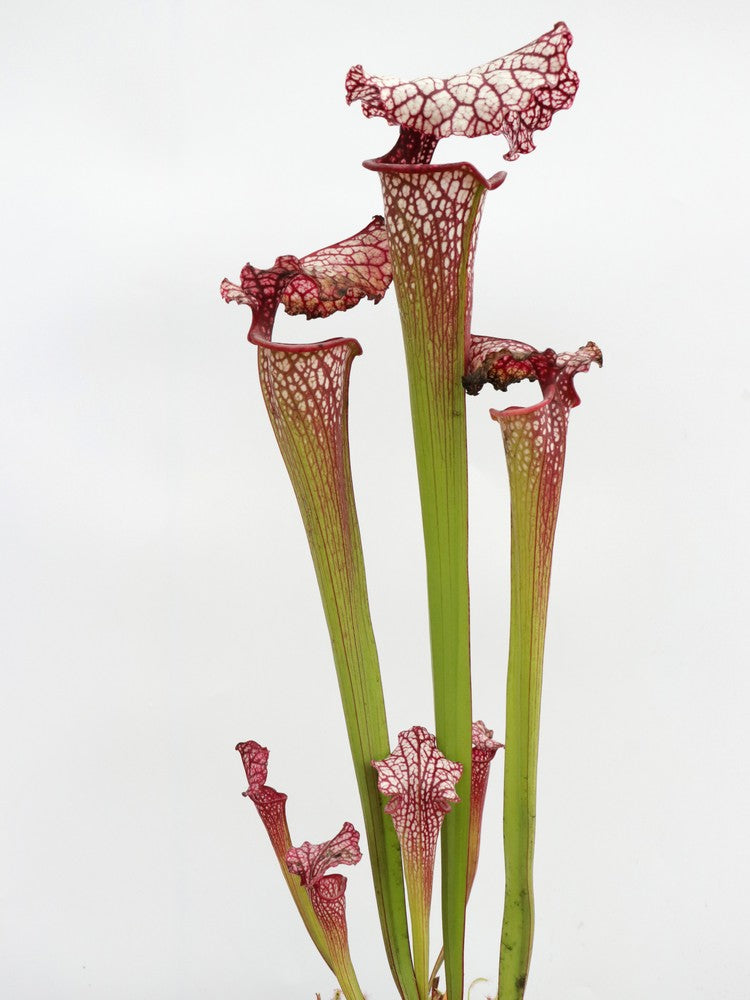 H100 GC Sarracenia "Red Midnight"