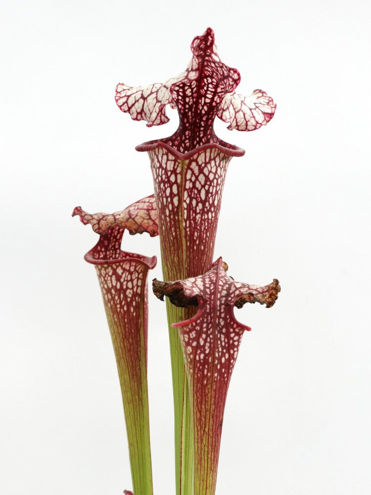 H100 GC Sarracenia "Red Midnight"