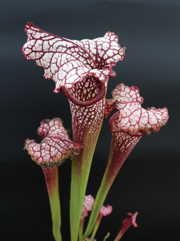 H100 GC Sarracenia "Red Midnight"