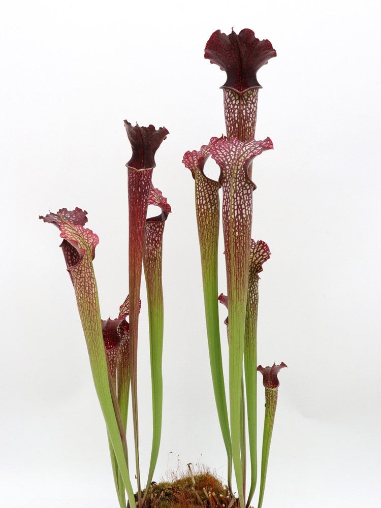 H112 GC  S.x areolata "Black Selection"
