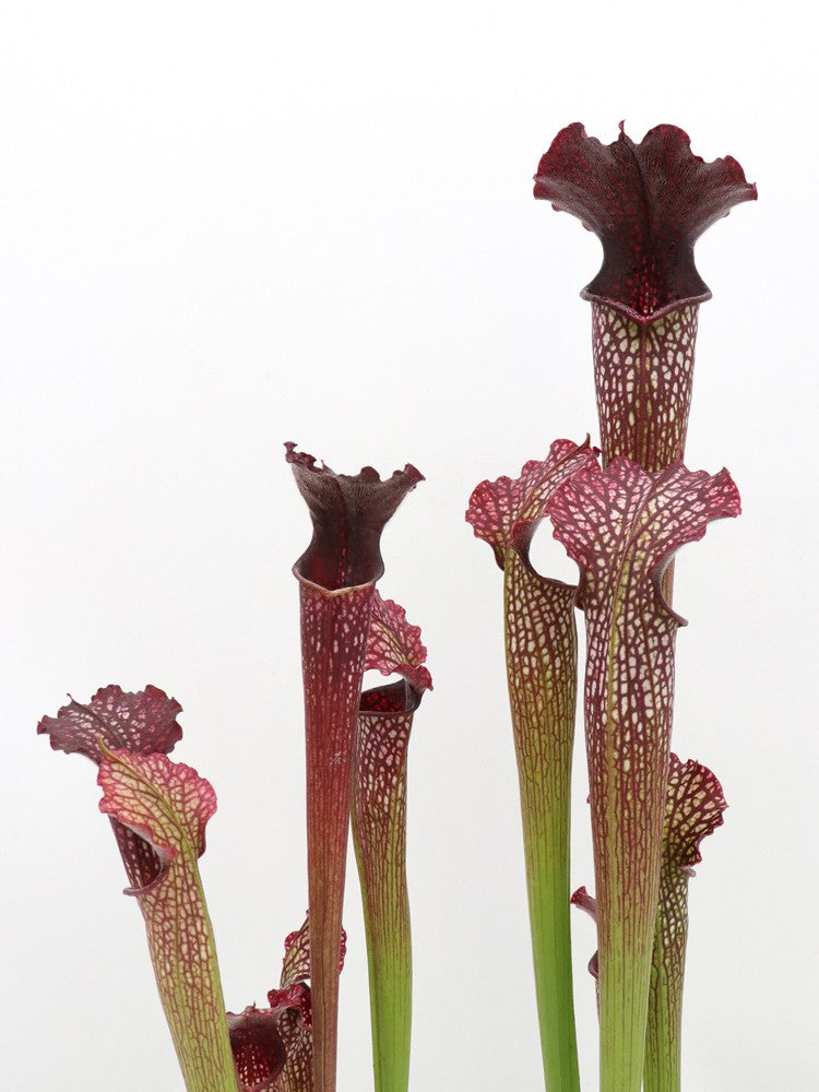 H112 GC  S.x areolata "Black Selection"