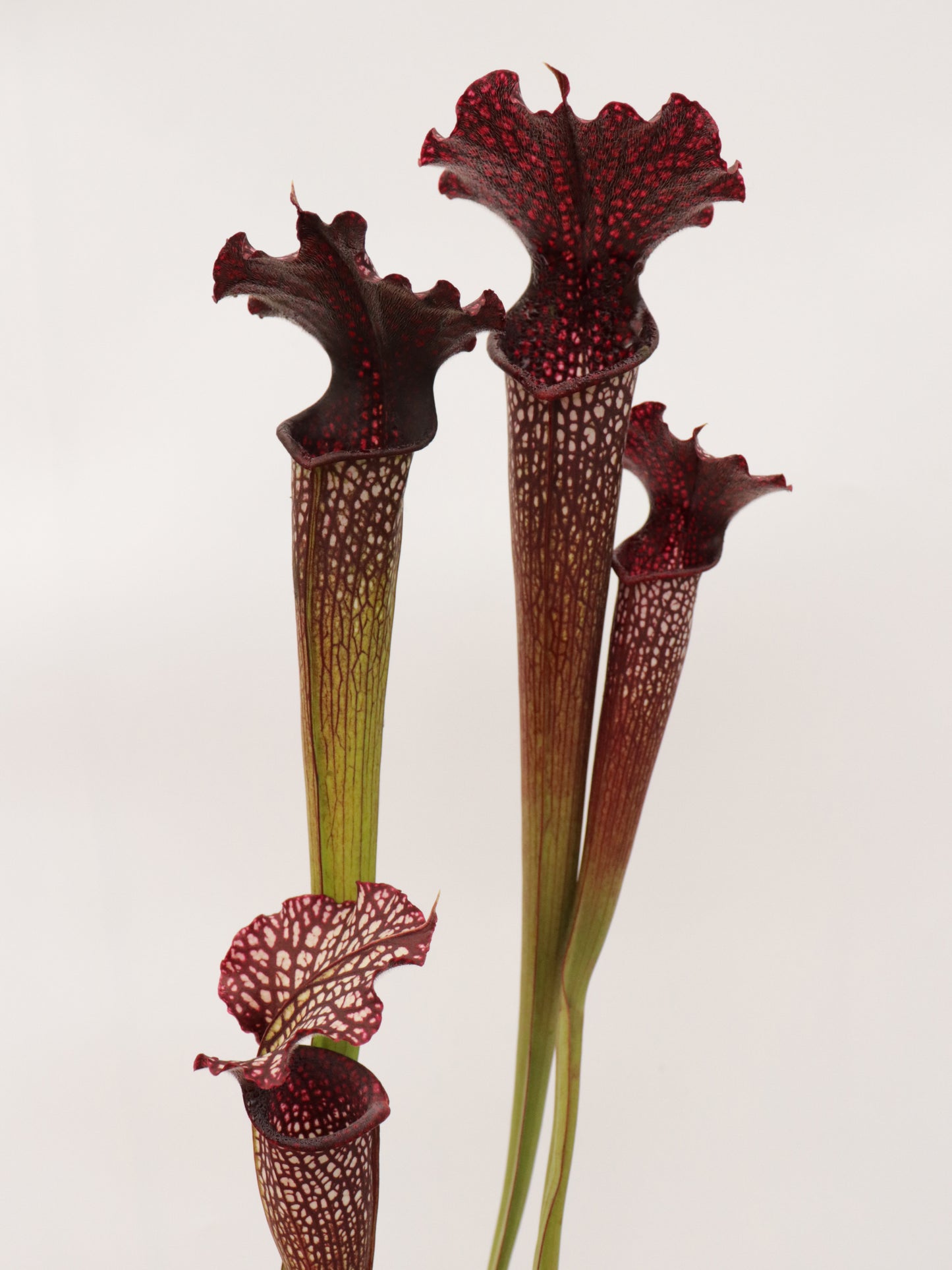 H112 GC  S.x areolata "Black Selection"