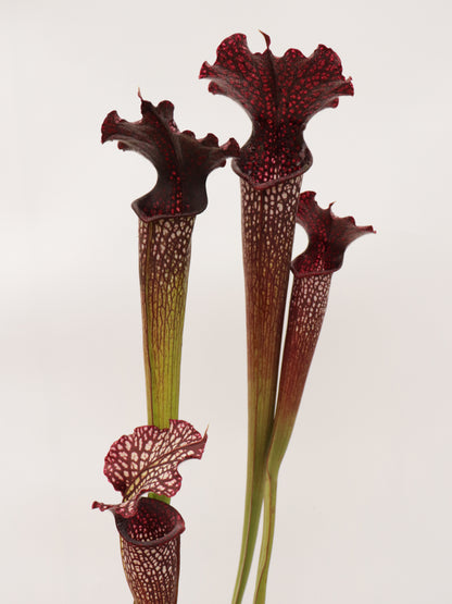 H112 GC  S.x areolata "Black Selection"